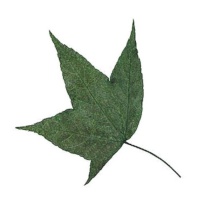 Flor seca prensada maple leaves verde de 5 cm - Innspiro - 10 unidades