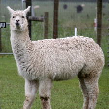 Alpaca