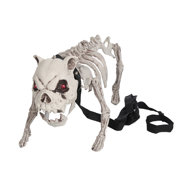 Vista frontal del esqueleto de perro