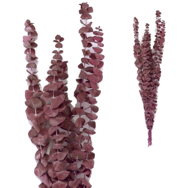 Vista delantera del ramas decorativas de Eucalipto Rotundifolia de colores de 50-60 cm en color púrpura y verde