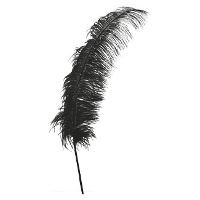 Plumas de aveztruz de 50 cm - 1 unidad