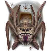 Decoraciones adhesivas para WC de araña de 30 x 40 cm