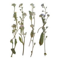 Flor seca prensada lavanda lila de 6 cm - Innspiro - 12 unidades