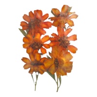 Flor seca prensada zinia linearis rojo de 3 cm - Innspiro - 12 unidades