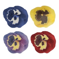 Obleas de flor de Pensamiento colores surtidos de 5 cm - FunCakes - 30 unidades