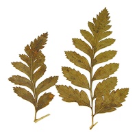 Flor seca prensada iron fern verde de 6 cm - Innspiro - 10 unidades