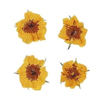 Flor seca prensada mini rose naranja de 2,5 cm - Innspiro - 10 unidades