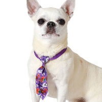 Corbata de calabazas de Halloween para mascotas