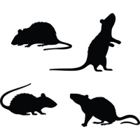 Decoraciones adhesivas para pared de siluetas de 4 ratas negras