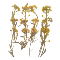 Flor seca prensada alyssum amarillo de 6 cm - Innspiro - 12 unidades