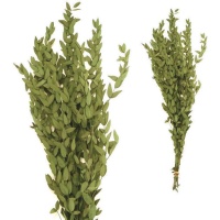 Ramas decorativas de Eucalipto Tenuifolia color natural de 60-70 cm