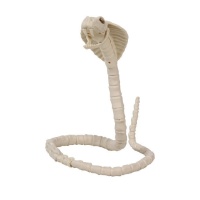 Esqueleto de cobra de 1 m