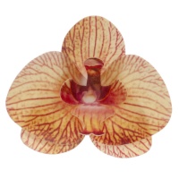 Obleas de flores de Orquídea amarilla de 7,5 cm - Dekora - 10 unidades