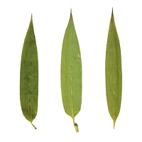 Flor seca prensada river bamboo verde de 6 cm - Innspiro - 10 unidades