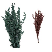 Ramas decorativas de Eucalipto Tenuifolia de colores de 60-65 cm