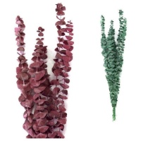 Ramas decorativas de Eucalipto Rotundifolia de colores de 50-60 cm