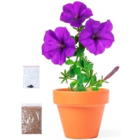 Maceta con semillas de Petunia