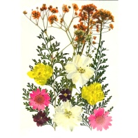 Flores secas prensadas Mix de colores - Artemio - 12 unidades