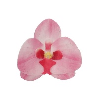 Obleas de flores de Orquídeas de 8,5 x 7,5 cm - FunCakes - 10 unidades