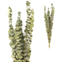 Ramas decorativas de Eucalipto Rotundifolia color natural de 40-60 cm