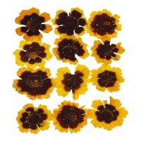 Flor seca prensada golden wawe amarillo de 3 cm - Innspiro - 12 unidades