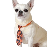 Corbata de calabazas de Halloween para mascotas