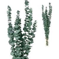 Ramas decorativas de Eucalipto Rotundifolia de colores de 50-60 cm